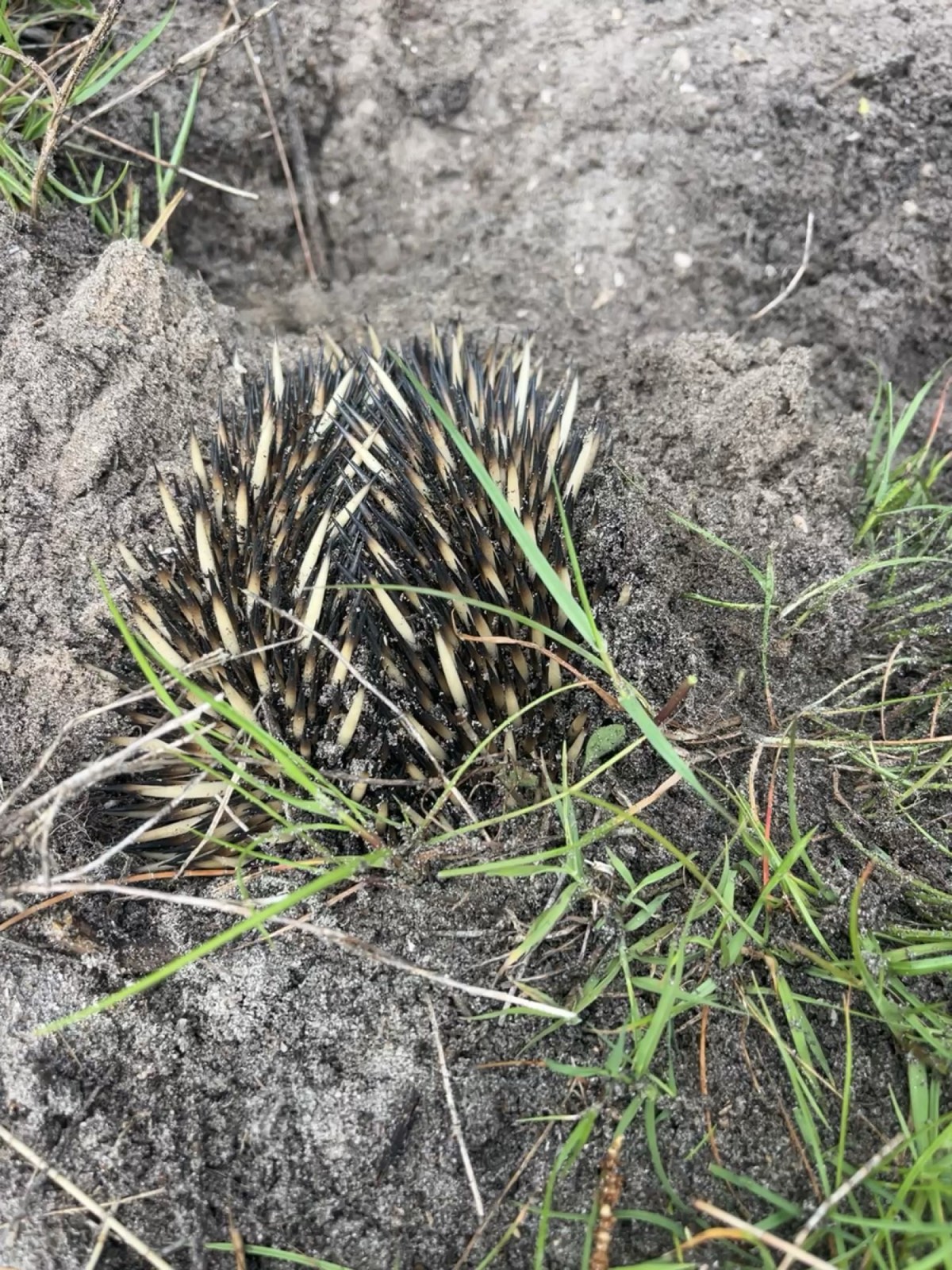 Echidna in the grass near Drift, Tea Gardens