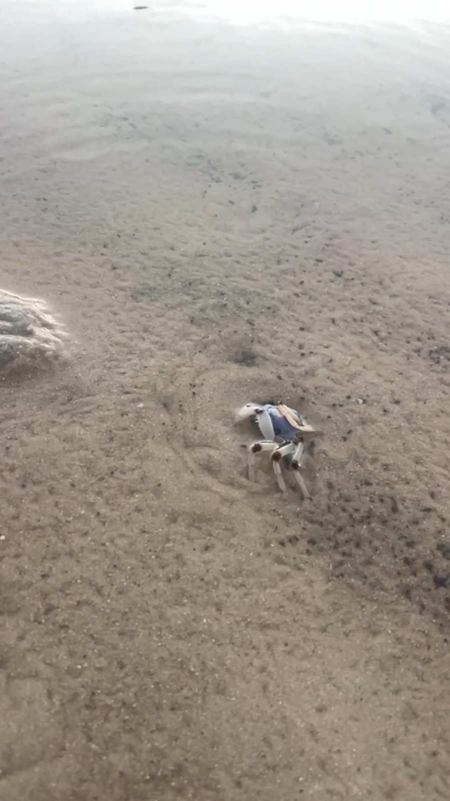 Blue soldier crab on the sand at low tide, Tea Gardens