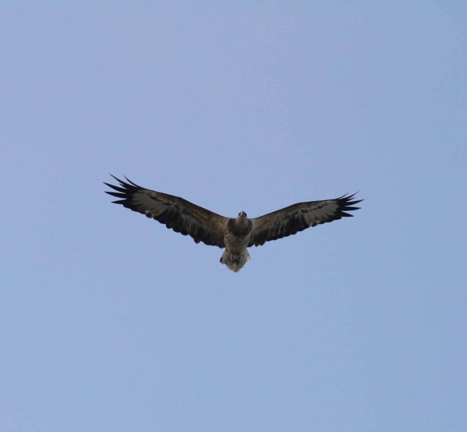 Raptor soaring overhead with wings fully spread, Tea Gardens