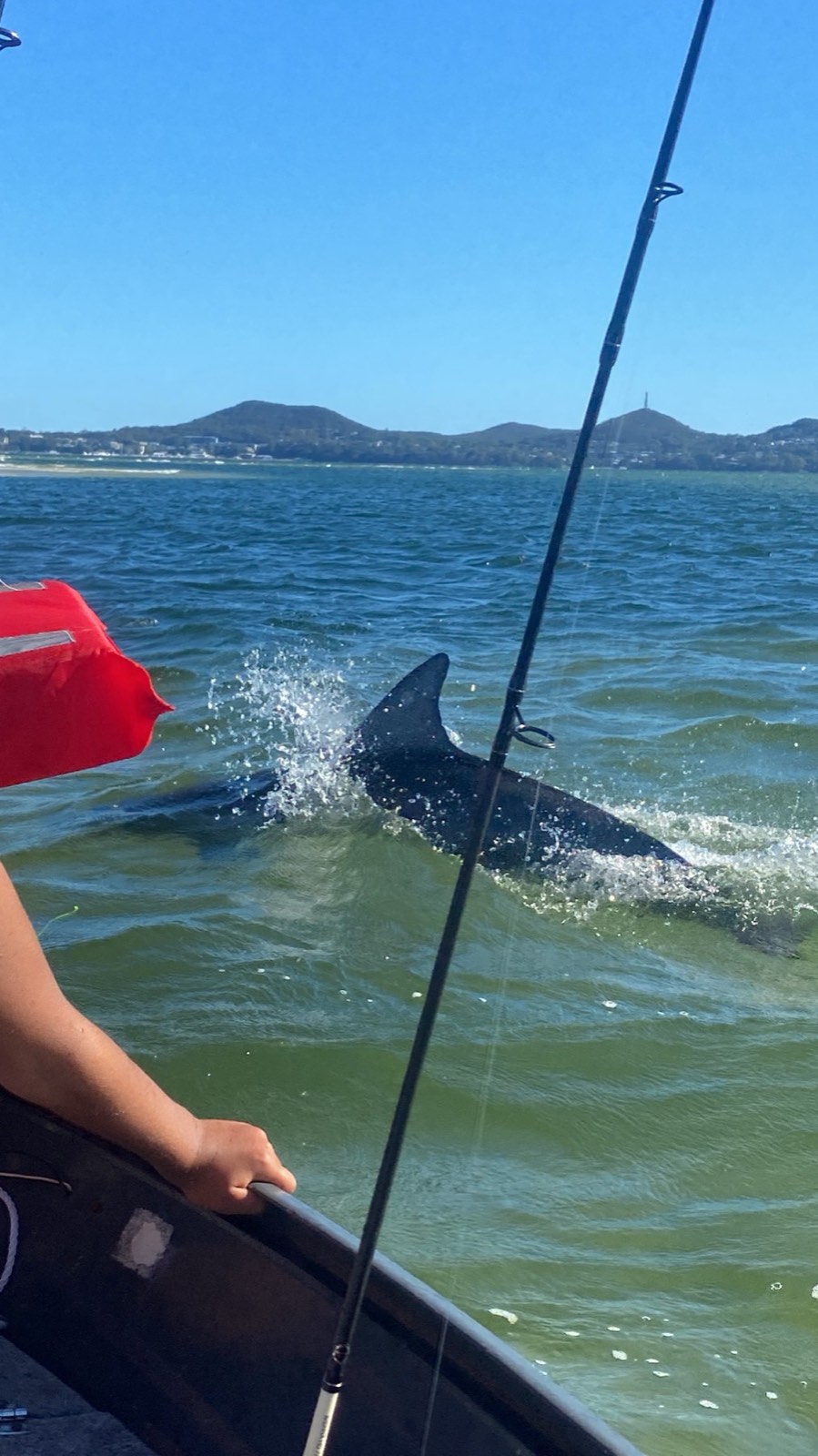 Dolphin surfacing beside the boat on the Myall River, Tea Gardens