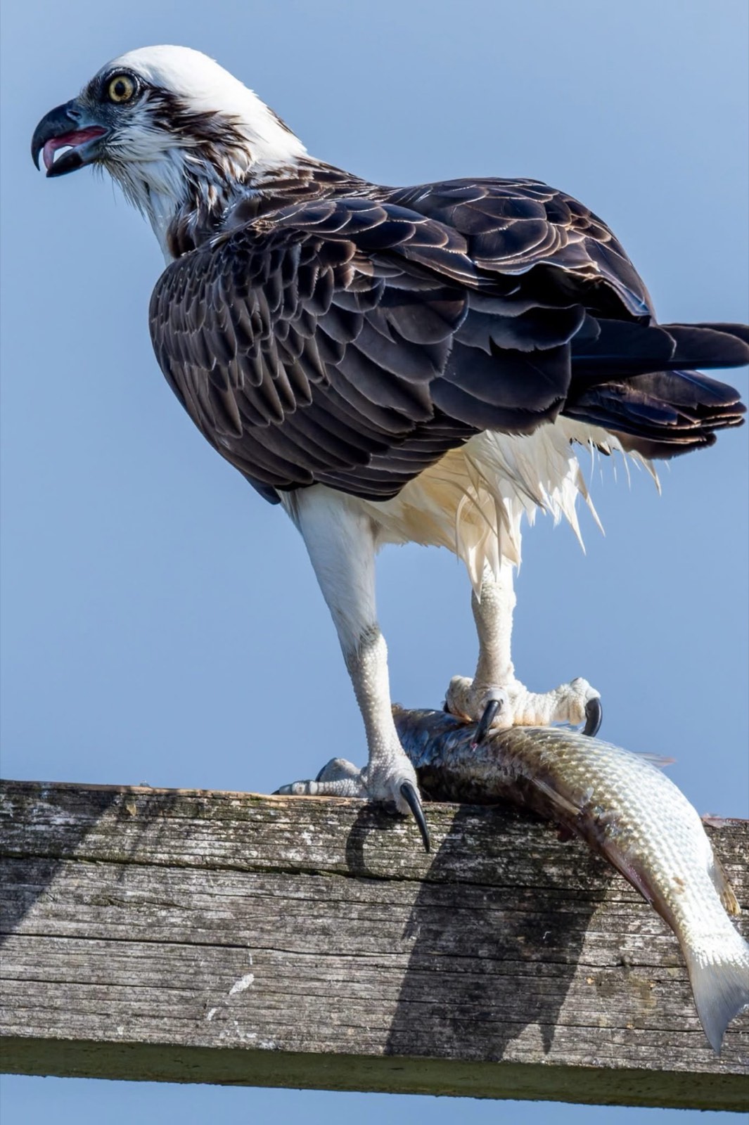 Osprey perched with a freshly caught fish near Tea Gardens