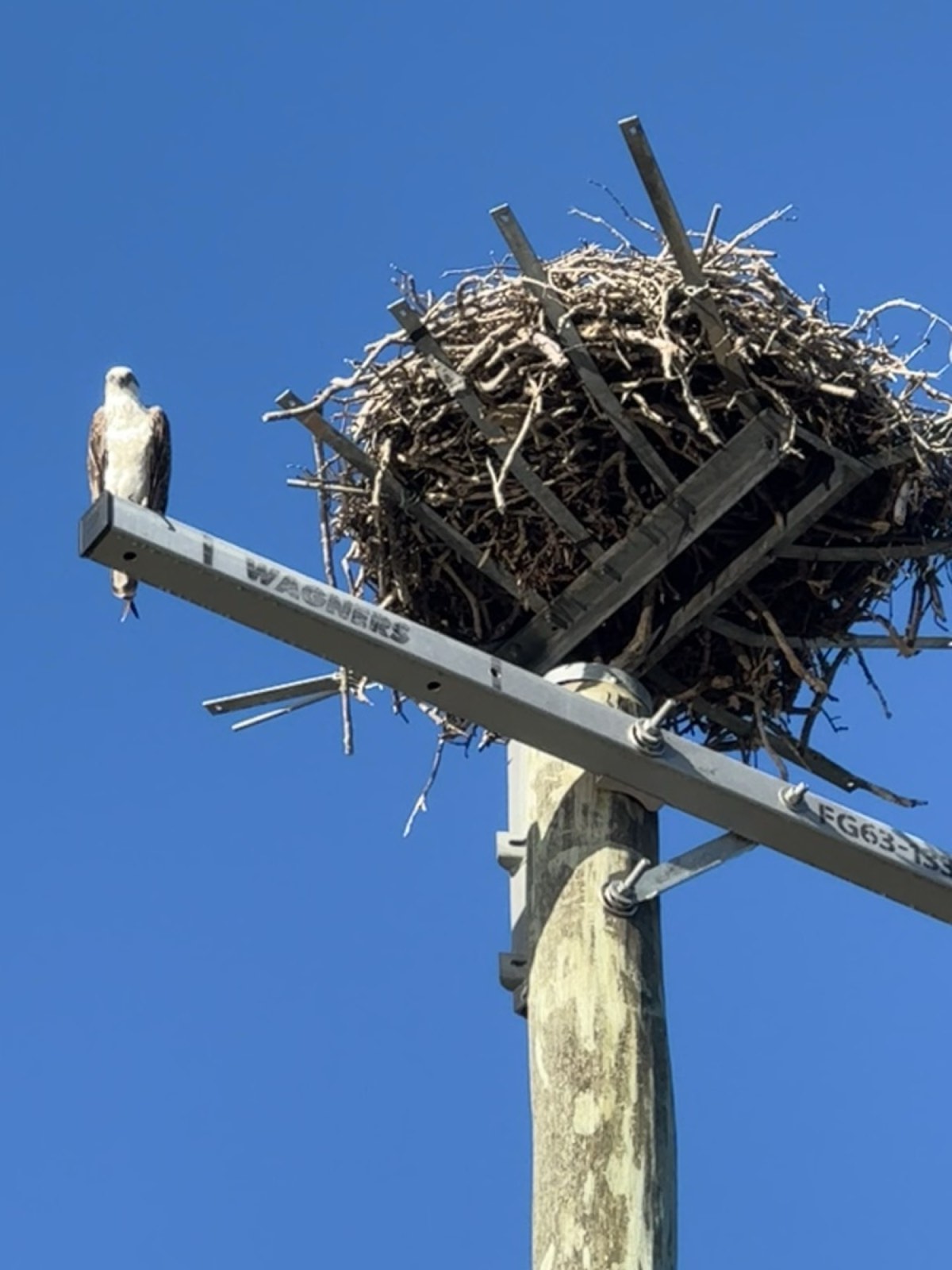Osprey at its nest on a power pole near Drift, Tea Gardens