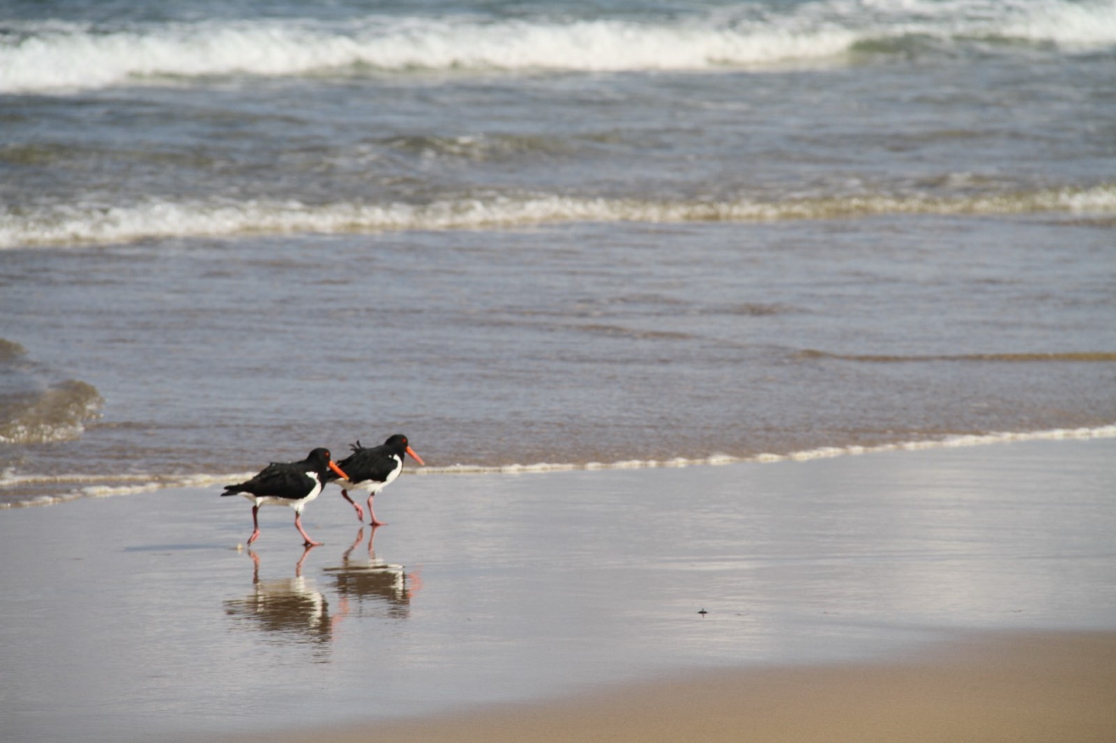 Pied oystercatchers walking the shoreline near Tea Gardens