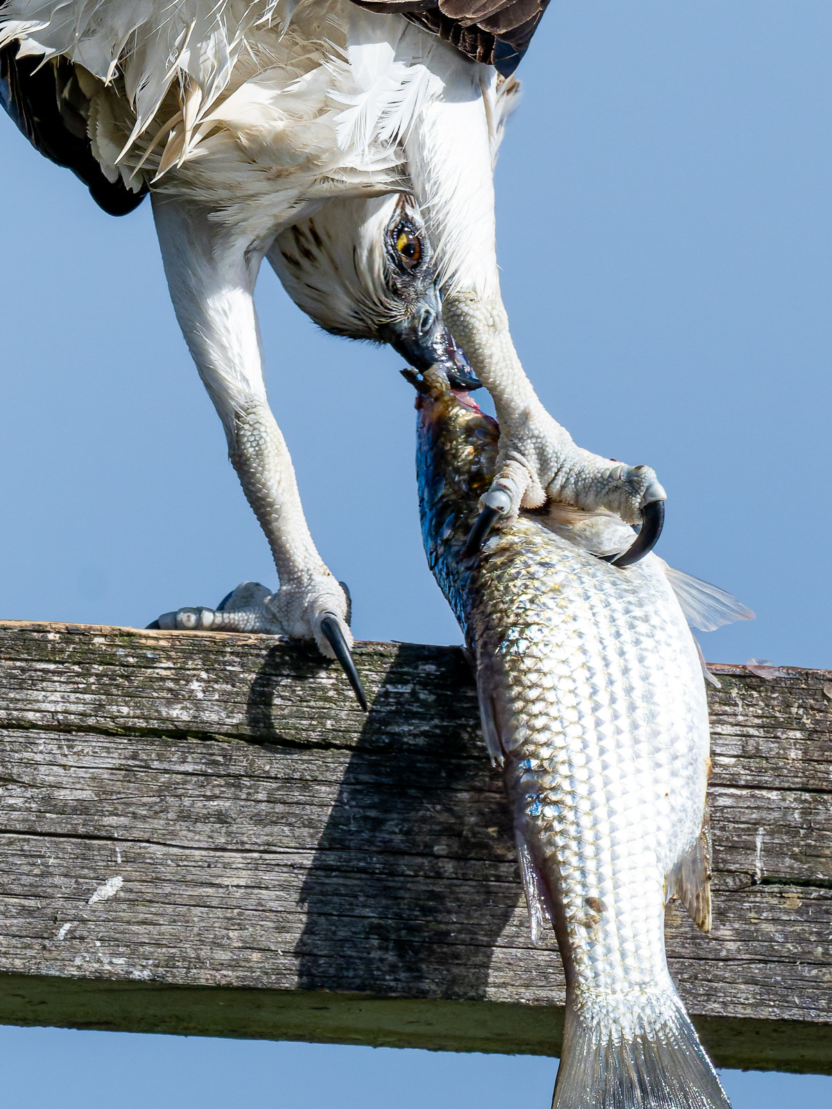 Close-up of an osprey's talons gripping a freshly caught fish near Tea Gardens, photographed by Sandie Williams