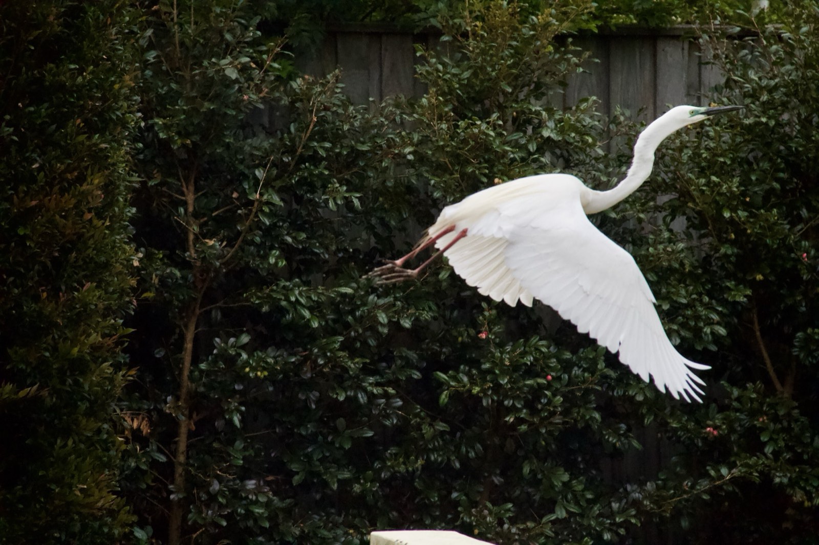 Egret taking flight from the garden at Drift, Tea Gardens