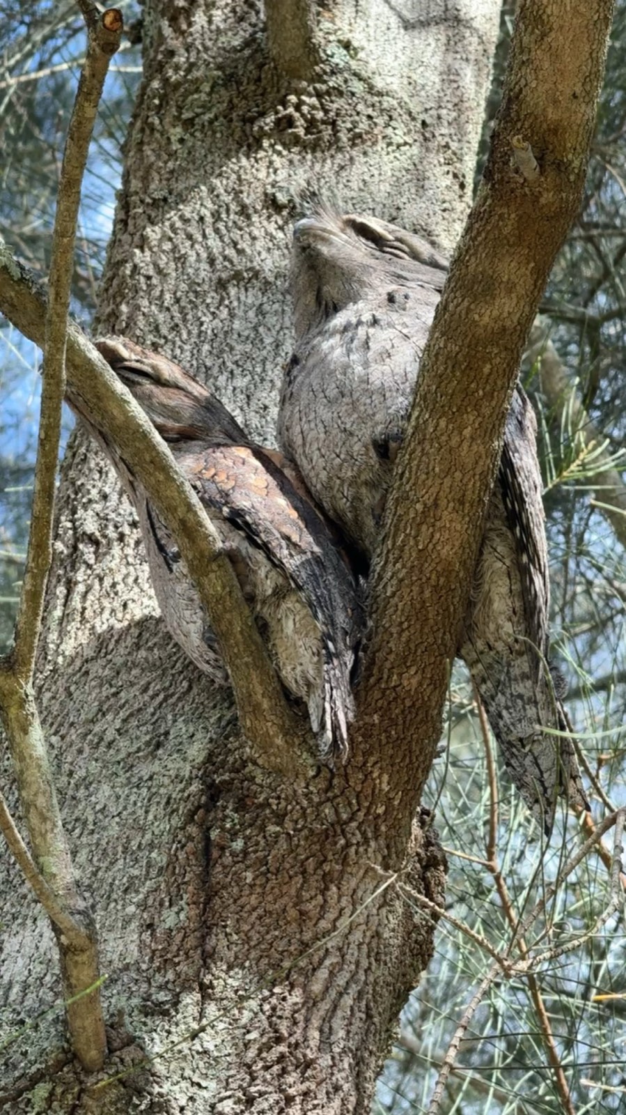 A pair of tawny frogmouths camouflaged in a tree near Tea Gardens