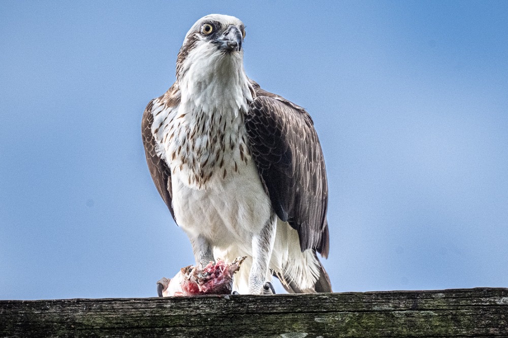 Osprey with a fresh catch on a nesting pole near Tea Gardens, photographed by Sandie Williams