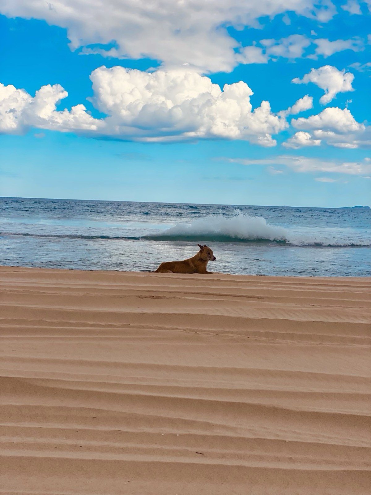 Dingo resting on the beach at Mungo Brush near Tea Gardens