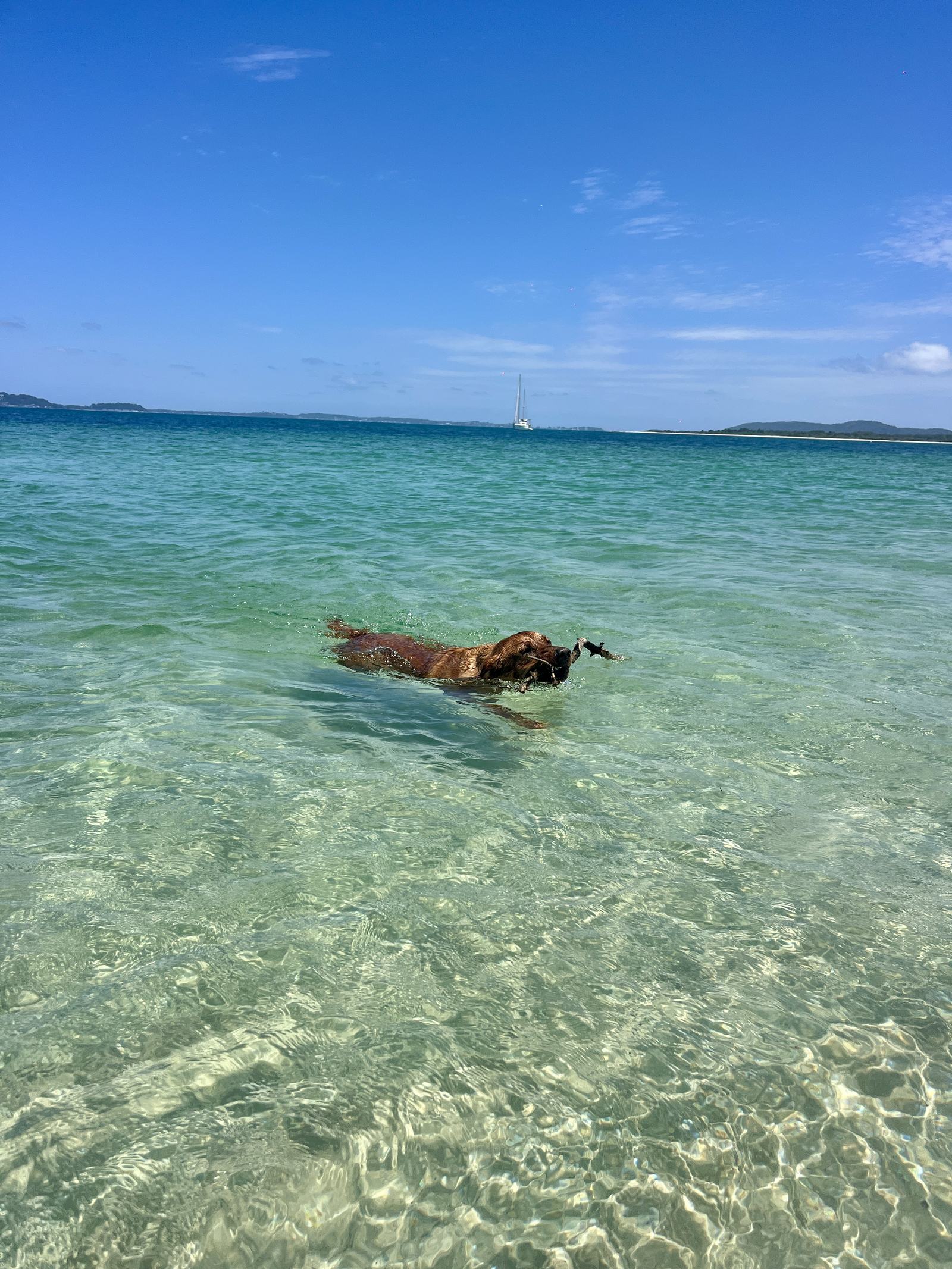 Dog swimming at Winda Woppa, near Tea Gardens