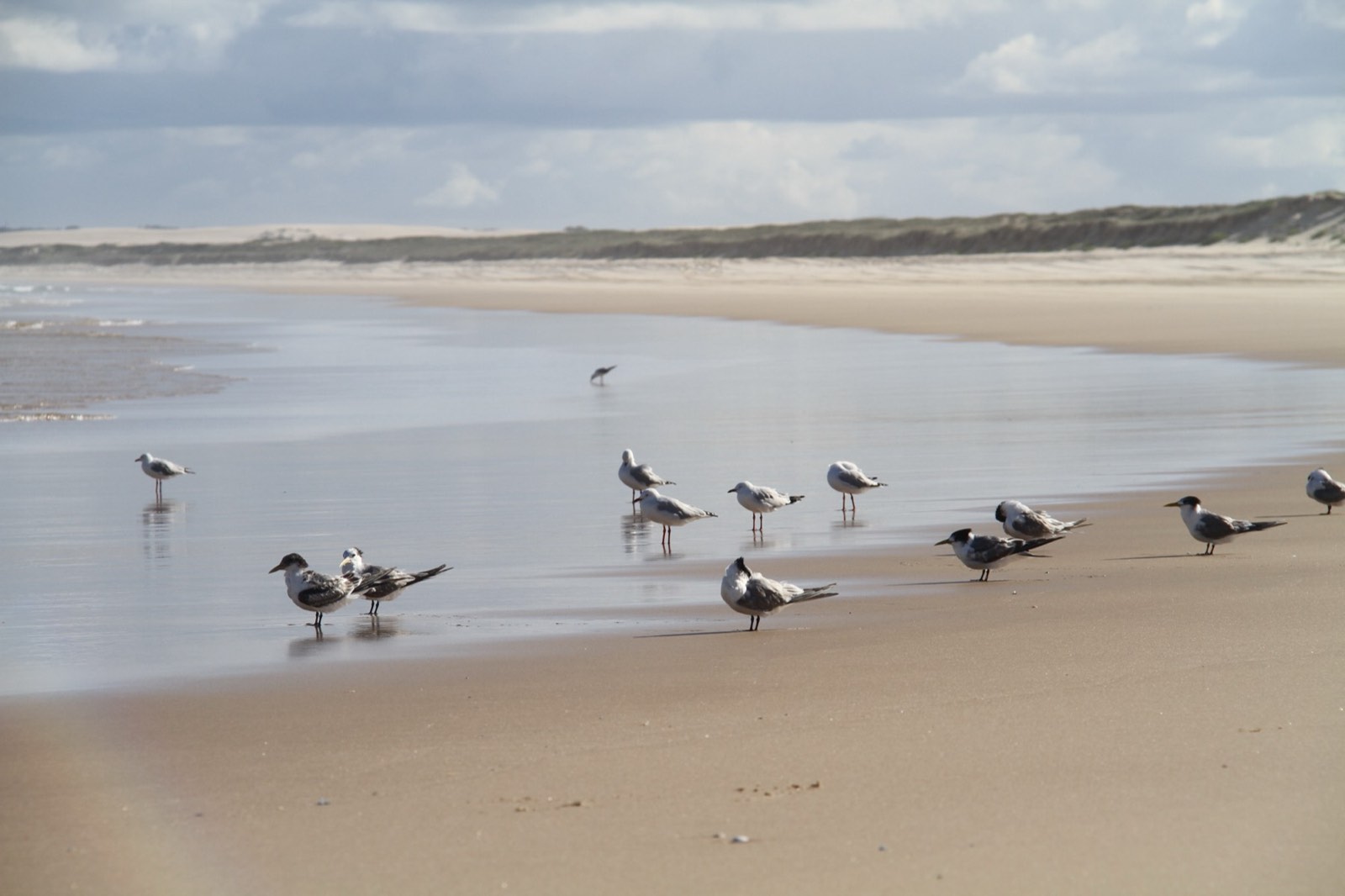 Terns and gulls resting on the beach near Port Stephens