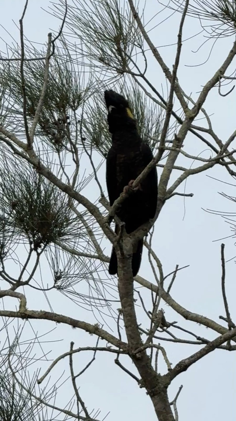 Yellow-tailed black cockatoo perched in a she-oak tree, Tea Gardens